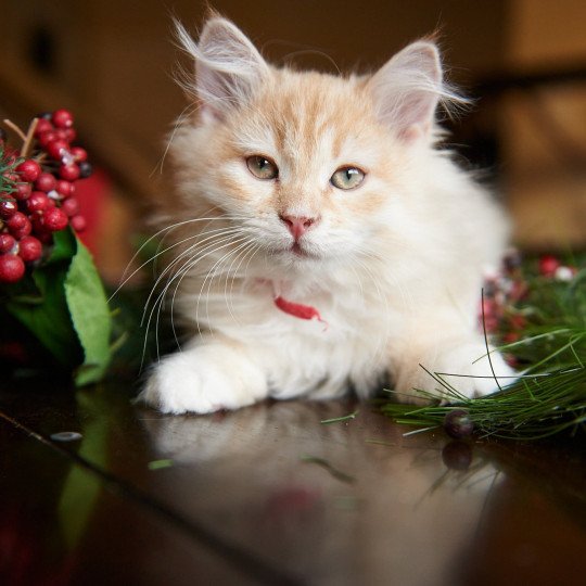 Ram (Red Collar) (Lirra B) Male Siberian Cat