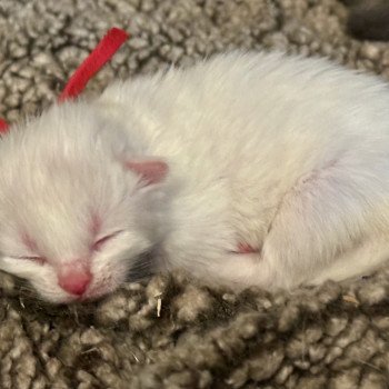 kitten Siberian Cat cream point RED collar (Lirra C) Spellbound Siberian Cats