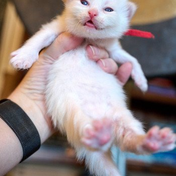 kitten Siberian Cat cream point RED collar (Lirra C) Spellbound Siberian Cats