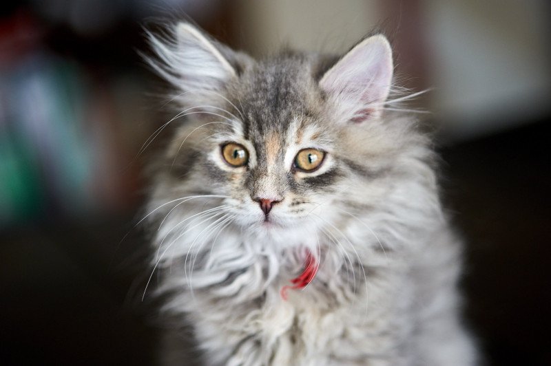 Adalia (Red Collar) Female Siberian Cat