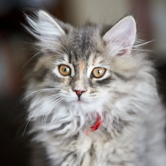 Adalia (Red Collar) Female Siberian Cat