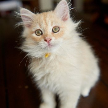 kitten Siberian Cat red tabby Yellow Collar (Lirra B) Spellbound Siberian Cats