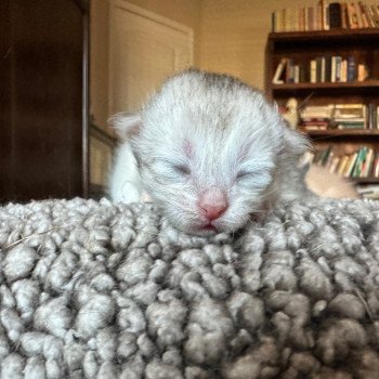 pink collar grey torbie female